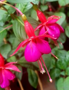 Fuchsie, balkonové rostliny,stromkové Fuchsie keře,stromky