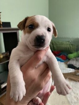 Jack russel terier