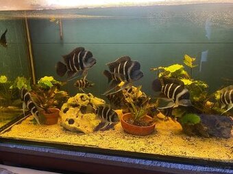 Frontosa