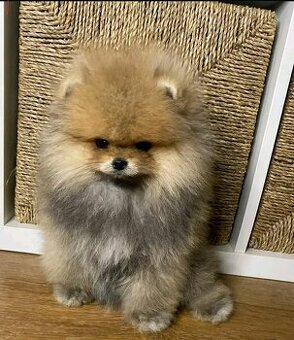 Pomeriana Boo