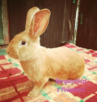 BURGUNDSKÝ králík s PP - SAMEČCI 🐇🐇🐇⭐️⭐️⭐️