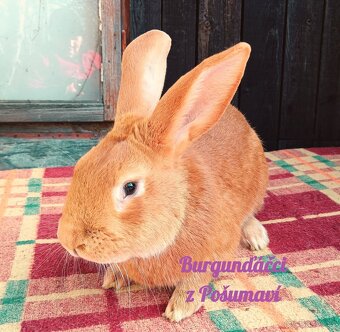 BURGUNDSKÝ králík s PP - SAMEČCI 🐇🐇🐇⭐️⭐️⭐️