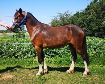 Welsh pony klisna
