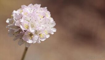 Armeria maritima- travnicka růžová, bílá - 1
