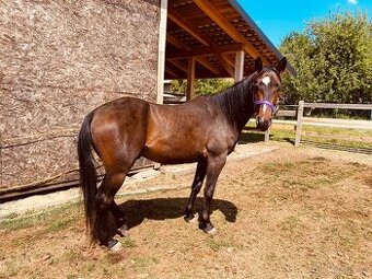 Valach Appaloosa