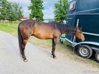 Valach Appaloosa