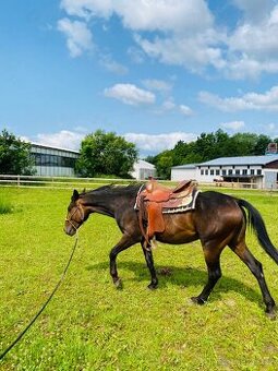 Valach Appaloosa