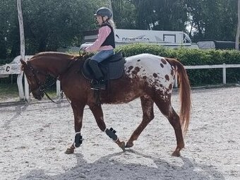 Valach Appaloosa