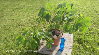 Fíkovník - Ficus carica "VIOLETTE DAUPHINE"