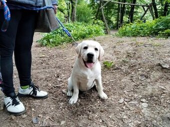 labrador Labradorský retrívr