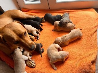 🐶Štěňata 🐶 - 1