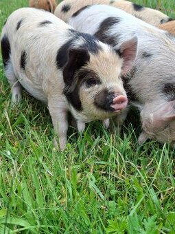 Kune Kune selata