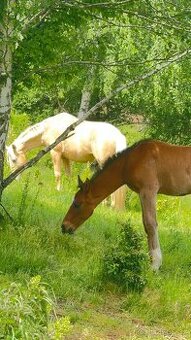 Žlutý valach pony B