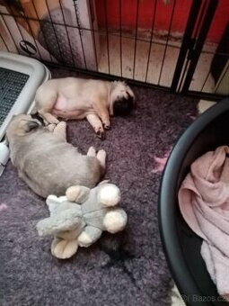 Mops