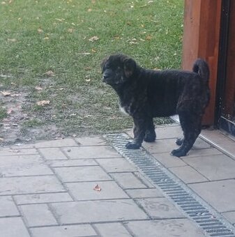 Štěňátka křížence Akita Inu - 1