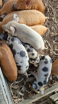kune kune