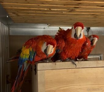 Predám 1,0 Ara arakanga, odchov pod rodičmi 2024.