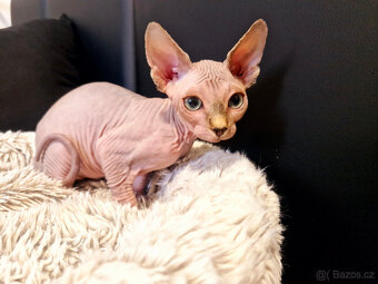 Koťata sphynx