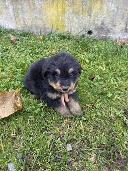 Border kolie x rotvajler štěňátka