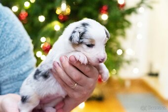 Australský ovčák s PP štěňata