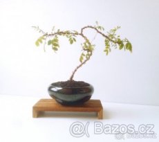 Podstavec pod bonsaj nebo pohár