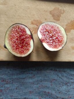 Fíkovníky Hardy Chikago, Ronde de Bordeaux 280Kč