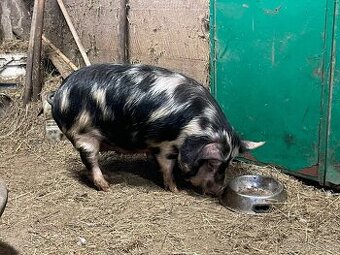 Prasnice březí Kune Kune staří 1rok