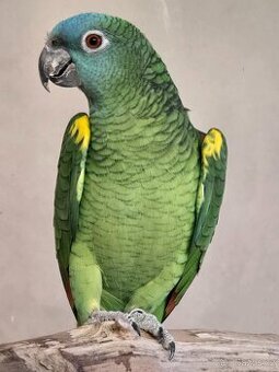 Amazoňan modročelí