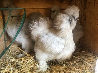 Kuřata hedvábničky velké vousaté