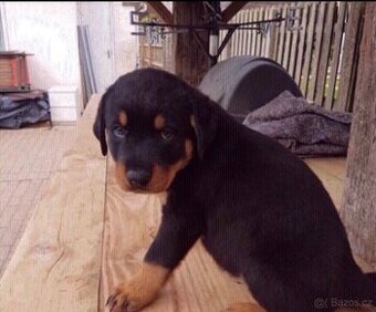 Štěňata rotvajlera k adopci.