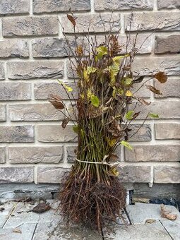 Habr obecný prostokořenný do 30cm