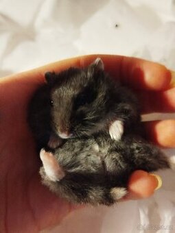 Křeček džungarský sameček