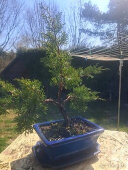 Bonsaj, bonsai Jalovec