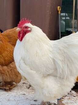 Orpingtonka velká bílá chovný kmen