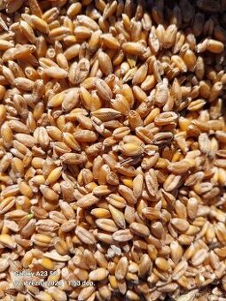 Pšenice v bio kvalitě