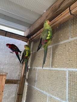 Papoušek horský - loňský ročník