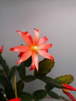 Schlumbergera - Velikonoční kaktus: Červený noid (řízek)
