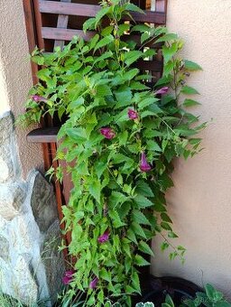 Lophospermum erubescens