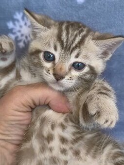 Bengálská kočka s Pp