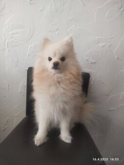 Pomeranian Spitz – Dion, 3 roky