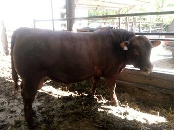 Plemenný býk Aberdeen angus