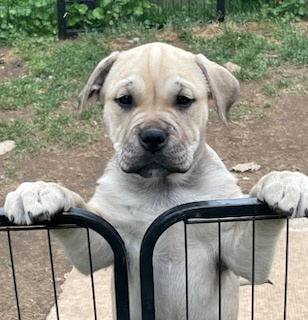 Malorská doga - Cadebou - Perro Dogo Mallorquin