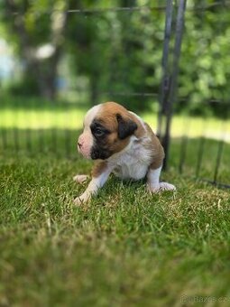 štěňátka německý boxer s PP/FCI