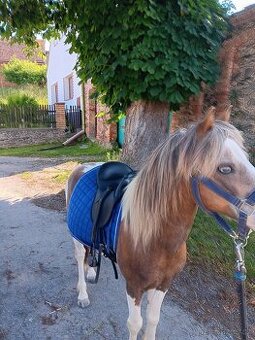 Strakaty pony