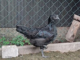 Slepička Ayam Cemani (Cemanská slepice)