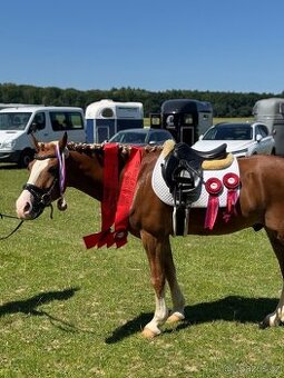 Pony valach B (148 cm)