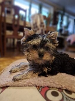 Yorkshirský teriér xxs