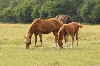 Hříbě sportovní pony