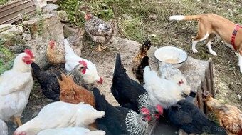 Násadová vajíčka MIX