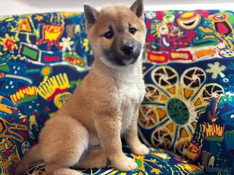 Shiba inu
